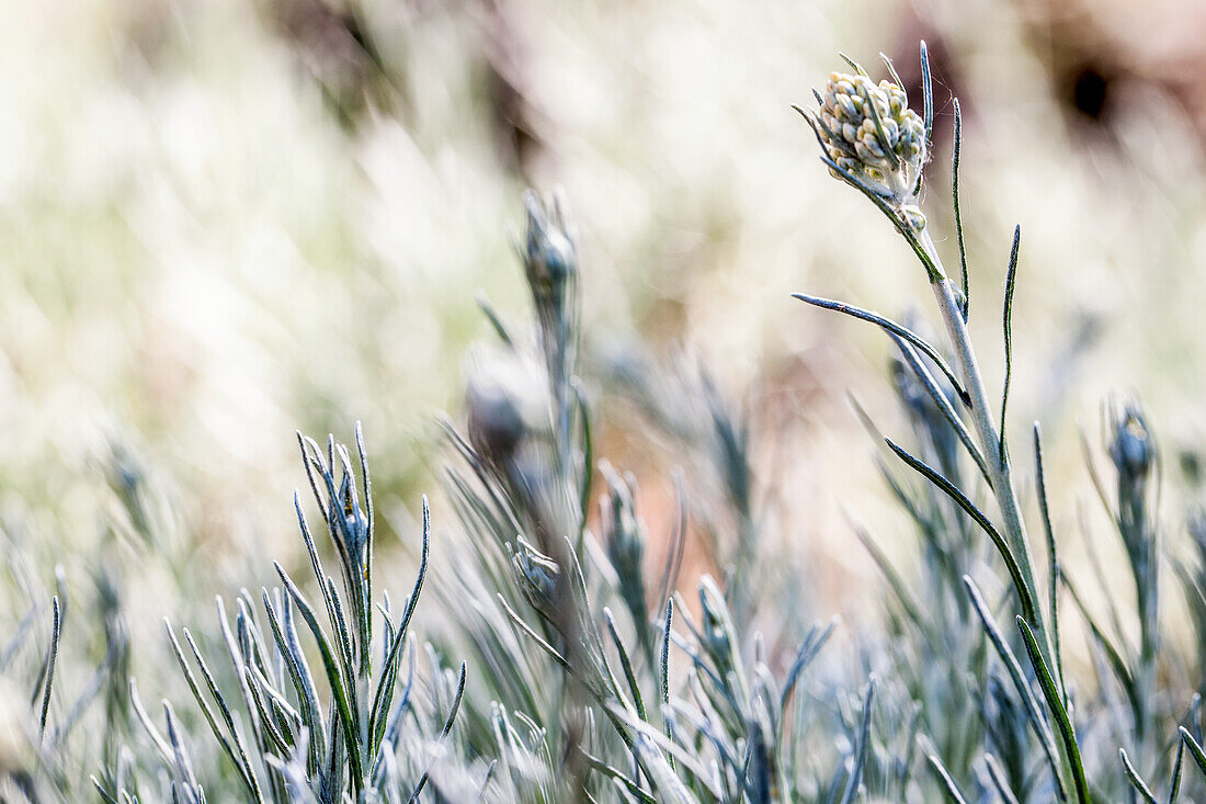 Currystrauch (Helichrysum italicum) im Garten