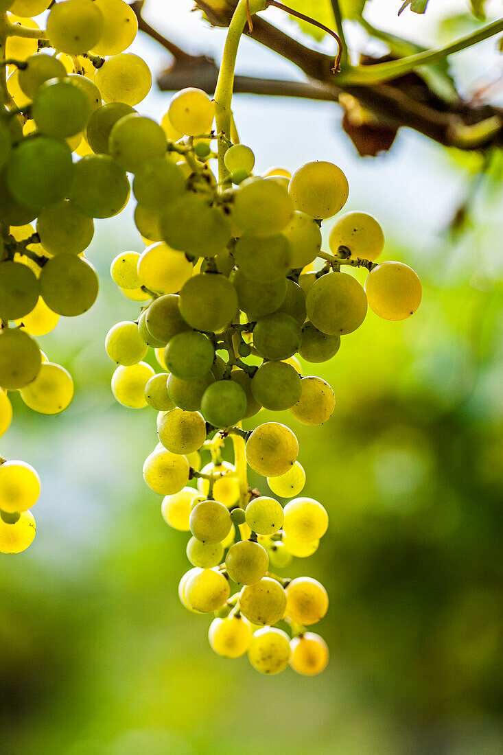 Grapes of the Moscato Giallo variety on the vine