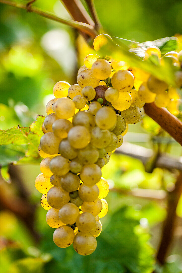 Trauben der Sorte Sauvignon Blanc am Rebstock