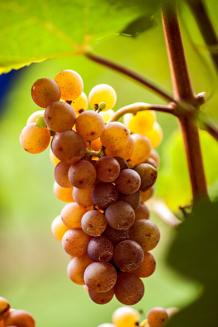 Ripe grapes on the vine