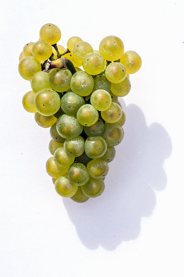 Chardonnay grapes on the vine