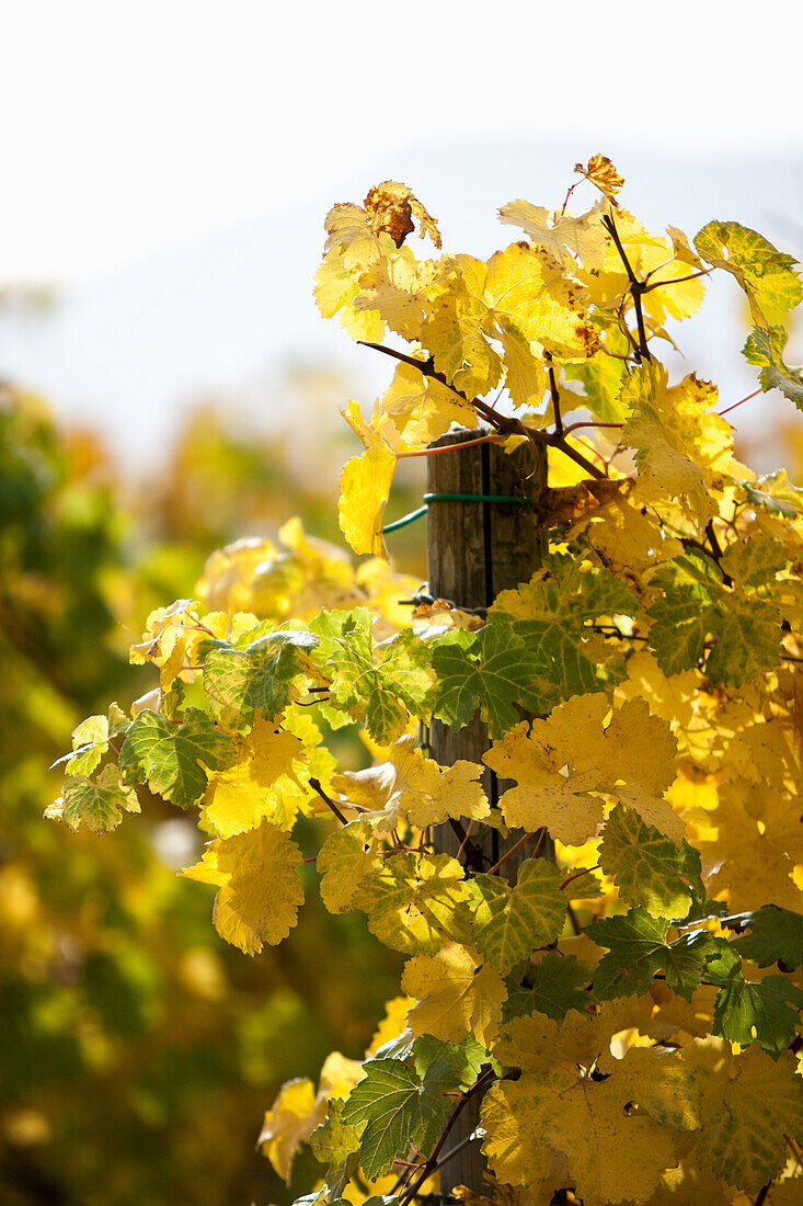 Rebstock mit gelben Herbstblättern