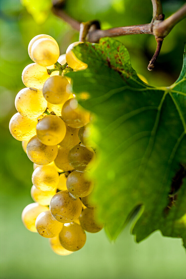 Chardonnay grapes on the vine