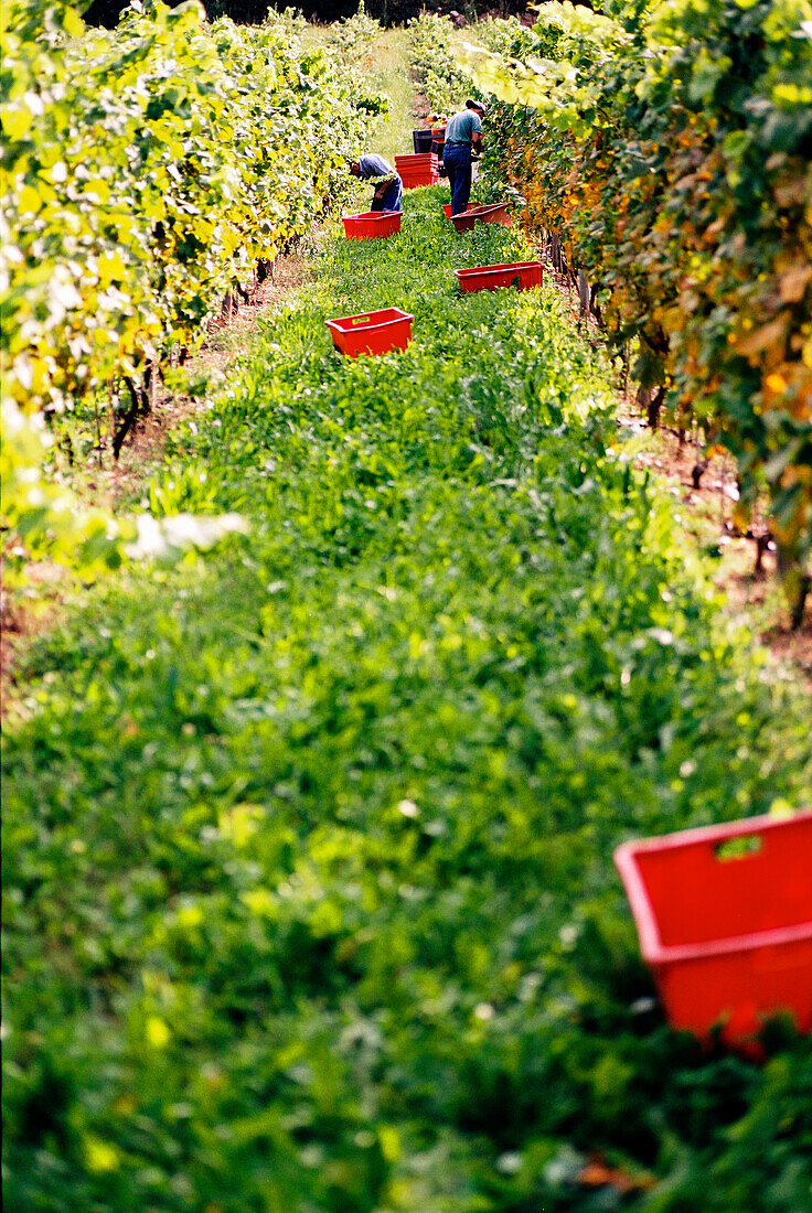 Harvest in the vineyard