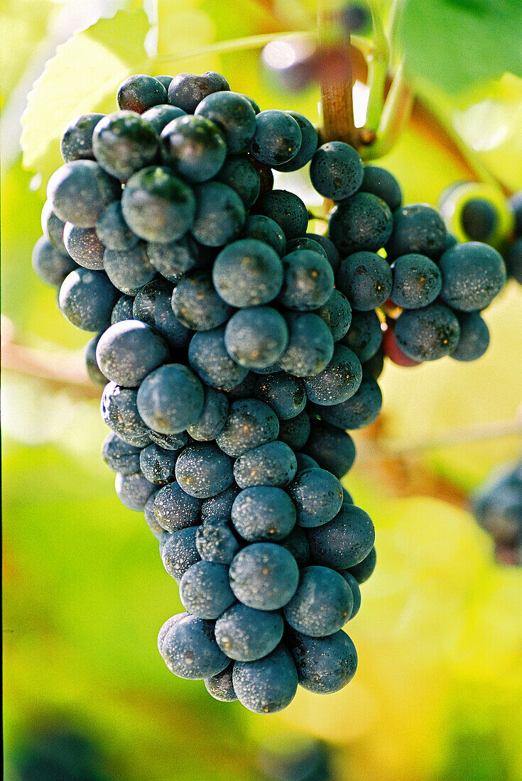 Pinot Nero-Weintrauben am Rebstock