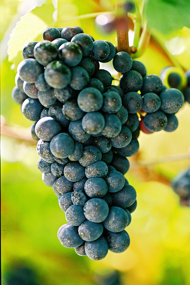 Pinot Nero grapes on the vine