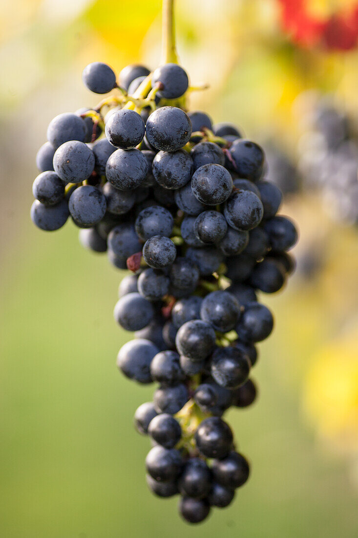 Rebo grapes on the vine