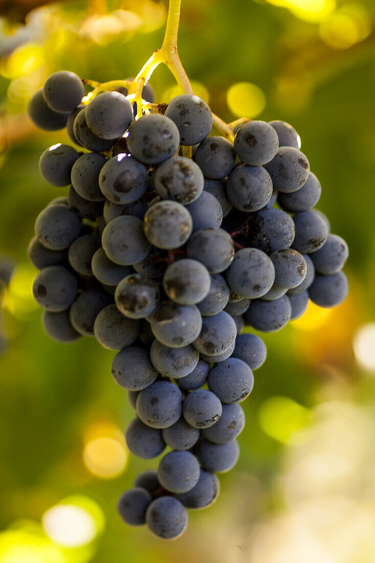 Syrah-Weintrauben am Rebstock