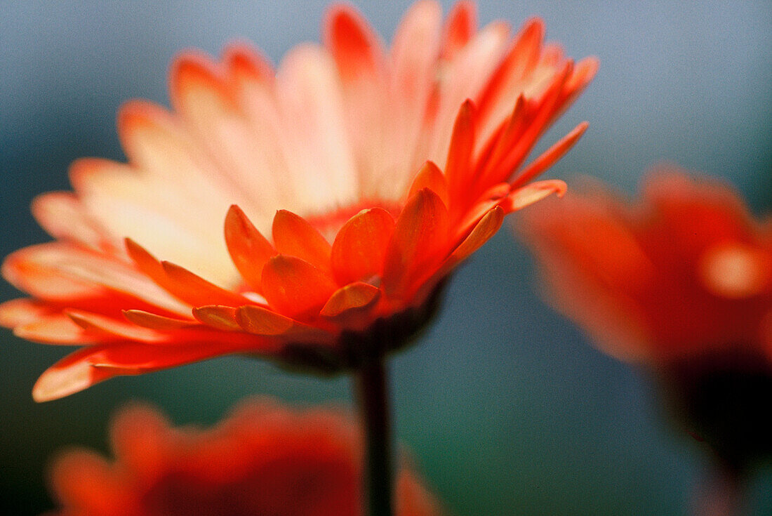 Gerbera (Gerbera jamesonii) - Nahaufnahme