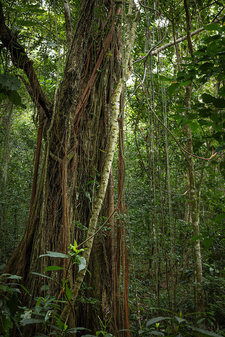 Tropical tree with lianas in the rainforest of Guadeloupe