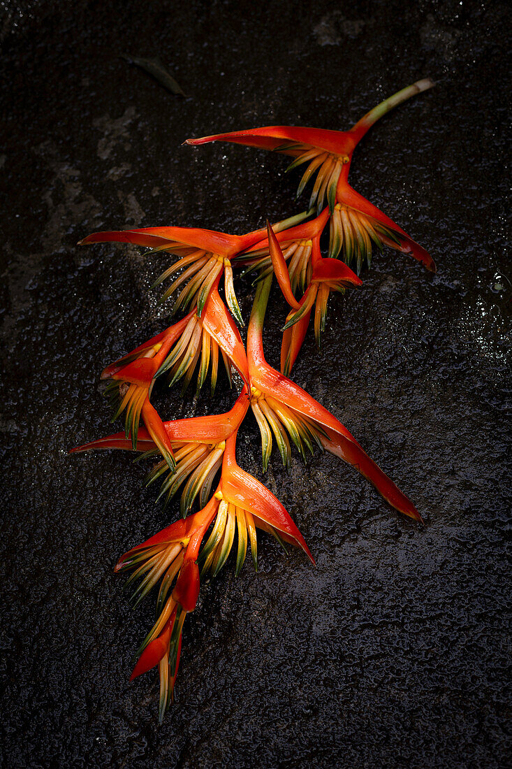 Blütenzweig der Hummerschere (Heliconia latisspatha)