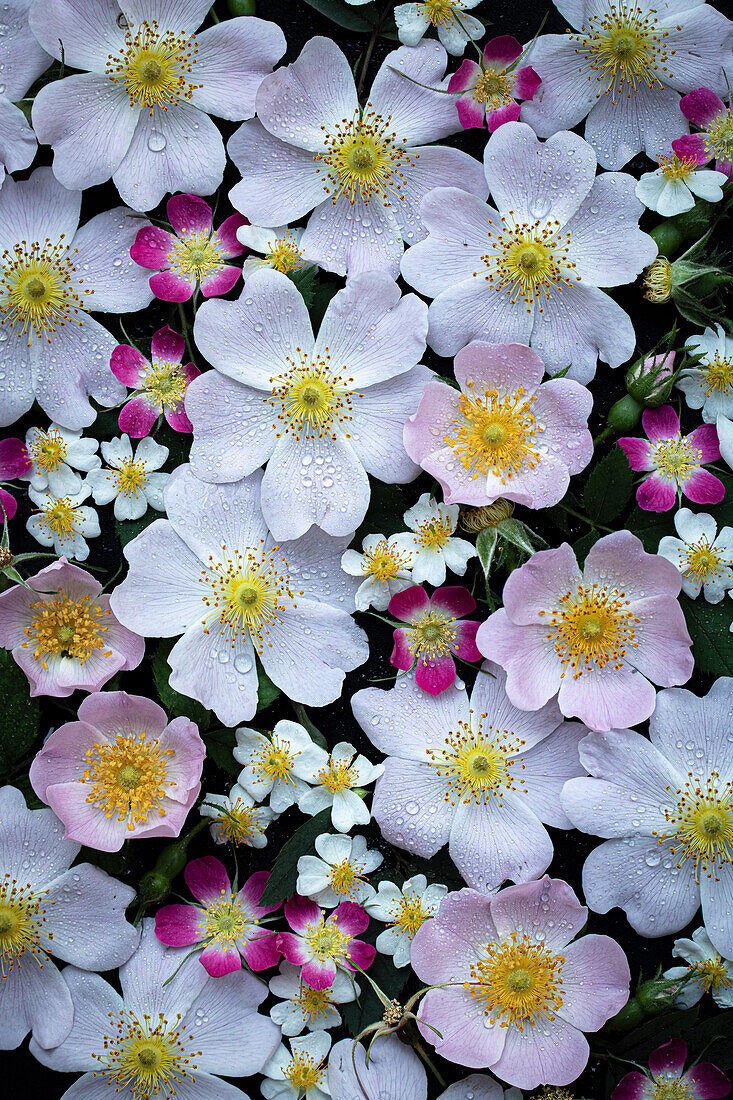 Rosenmischung aus Hundsrose (Rosa canina), Bereifter Rose (Rosa glauca) und Vielblütiger Rose (Rosa multiflora) vor schwarzem Hintergrund, Blütenteppich