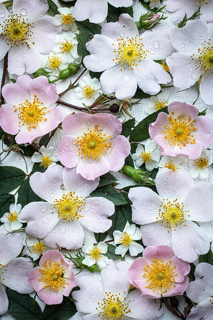 Dog rose (Rosa canina) and multiflora rose (Rosa multiflora) against a white background, carpet of flowers