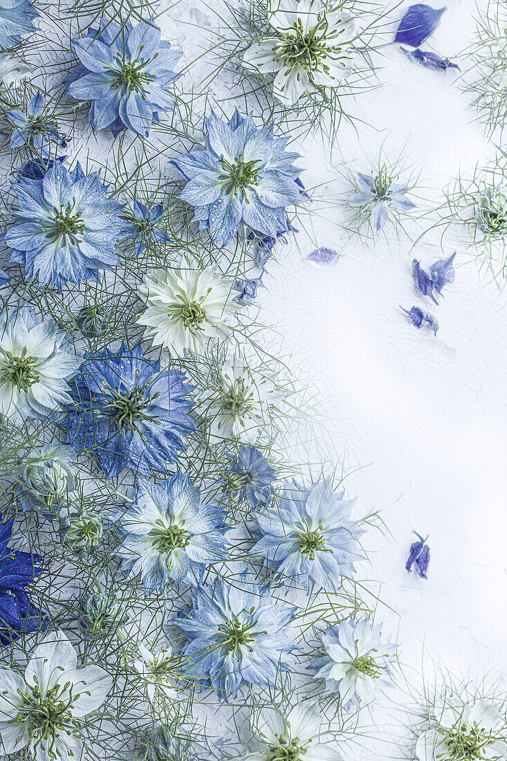 Blumenteppich mit weißen, hellblauen und dunkelblauen Blüten der Jungfer im Grünen (Nigella damascena) auf hellem Hintergrund