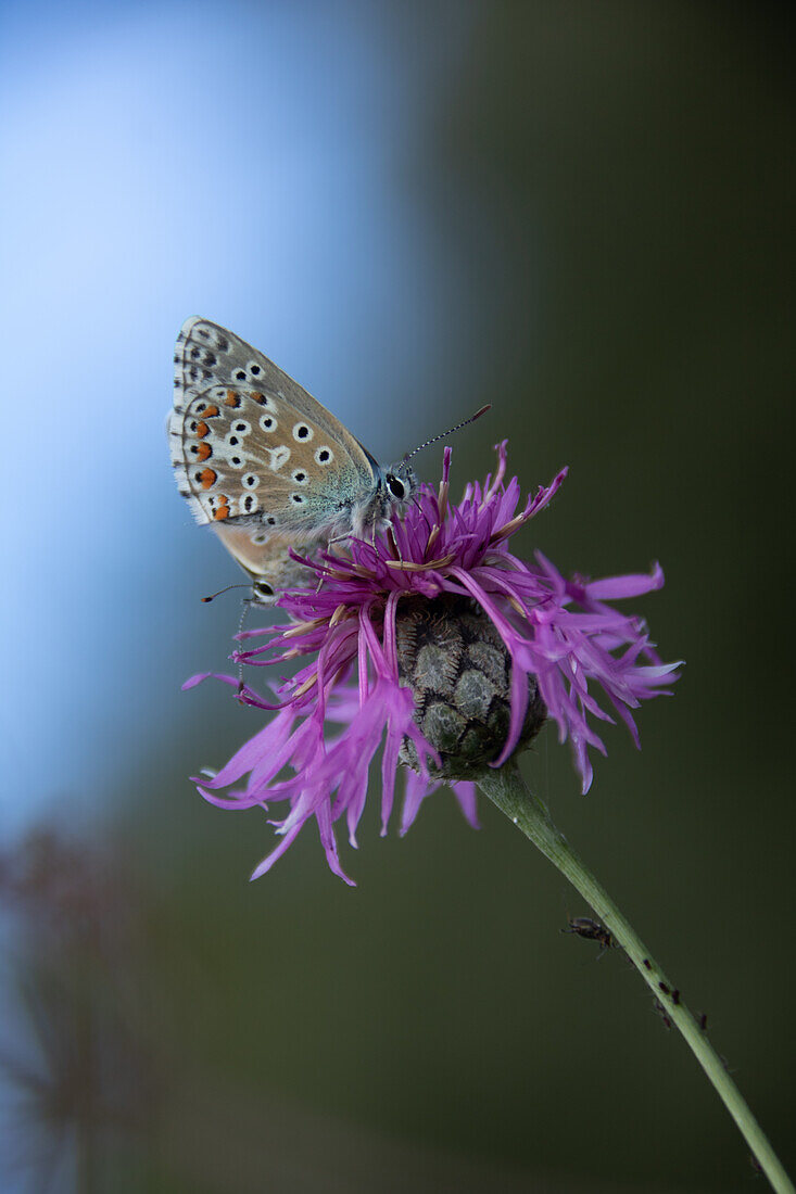 Butterfly (blue butterfly) on a meadow knapweed (Centaurea jacea) in the meadow, portrait