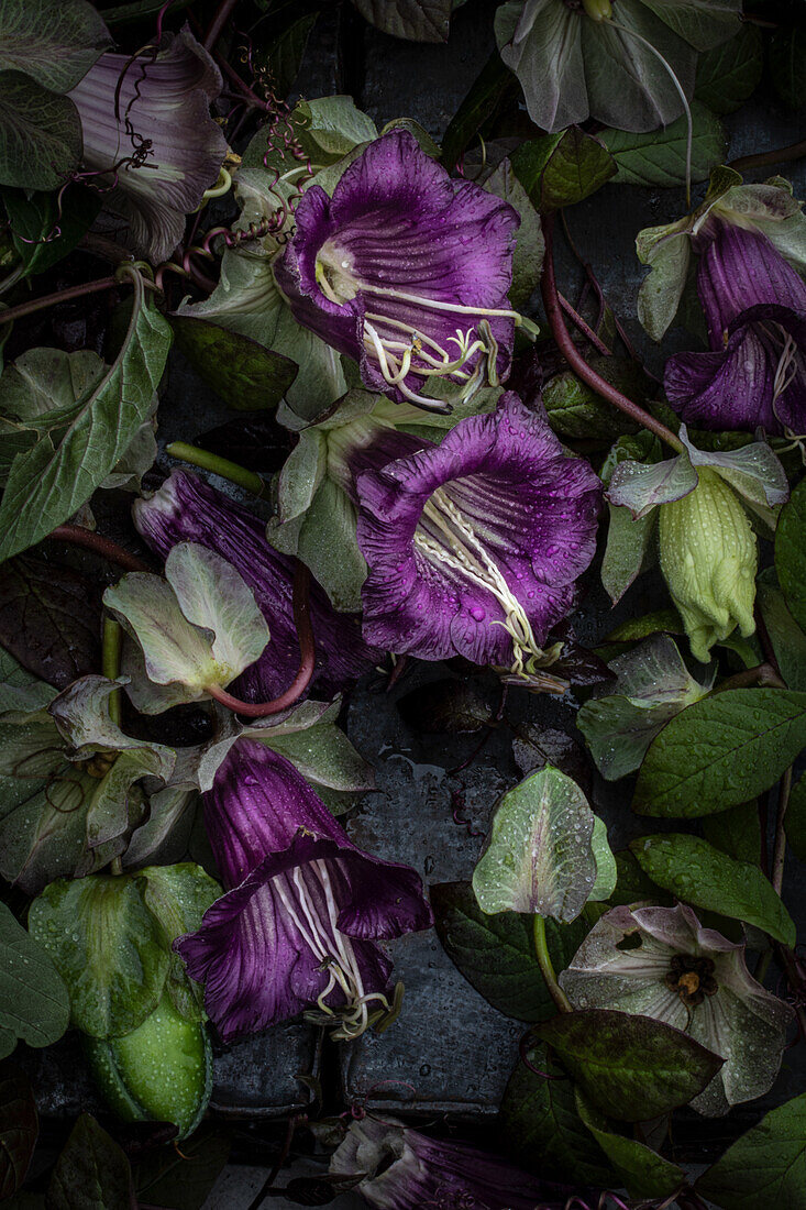 Purple bell vine (Cobaea scandens) with green leaves on a shrub