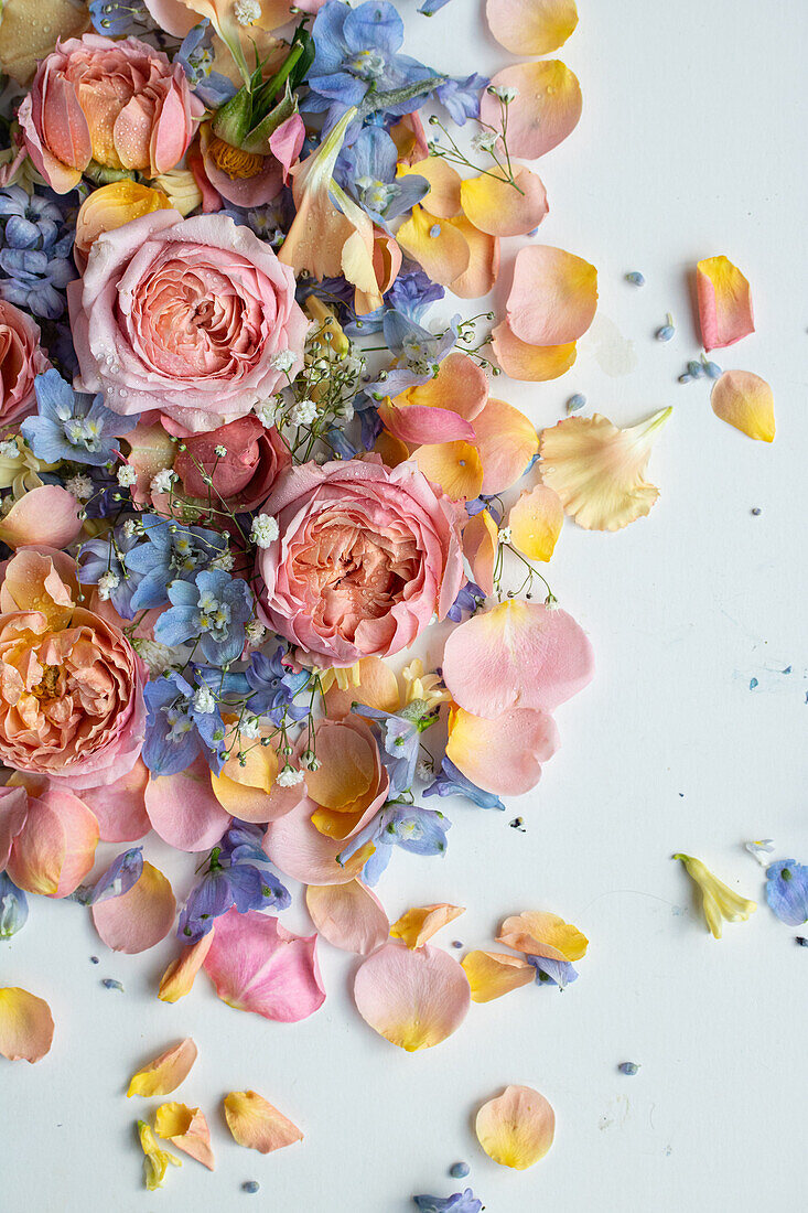 Blütenteppich mit rosa Rosen (Rosa), blauem Rittersporn (Delphinium) und gelben Hyazinthen (Hyacinthus) mit Wassertropfen