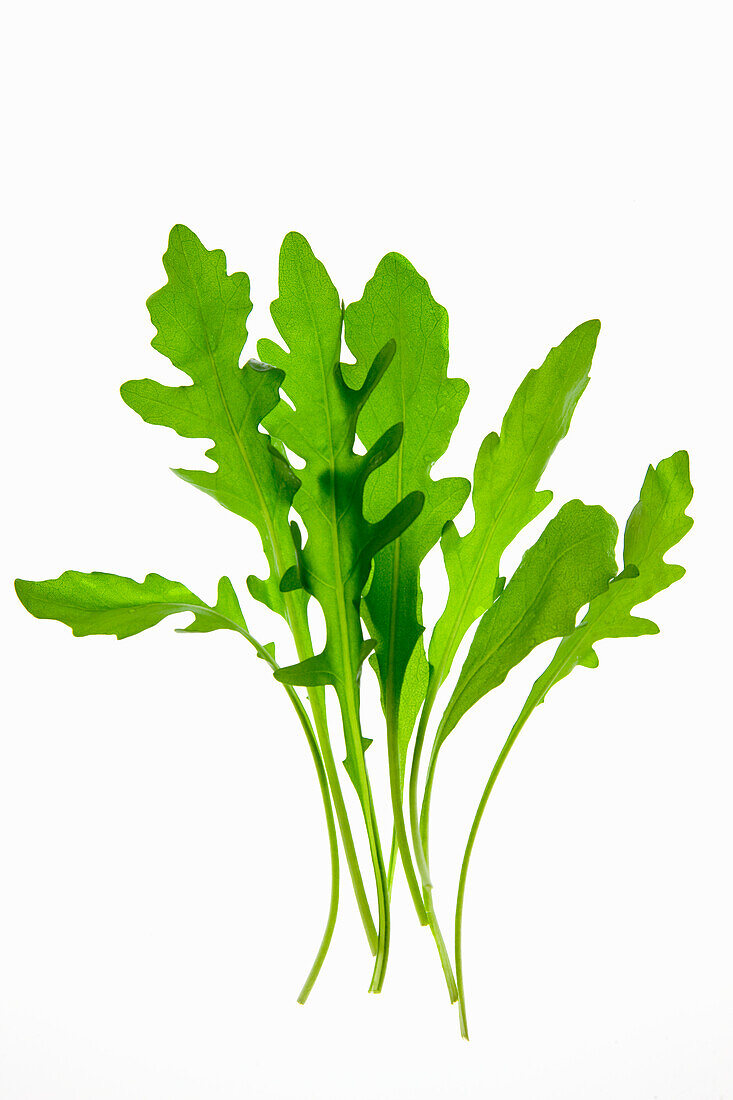 Rocket leaves on a white background