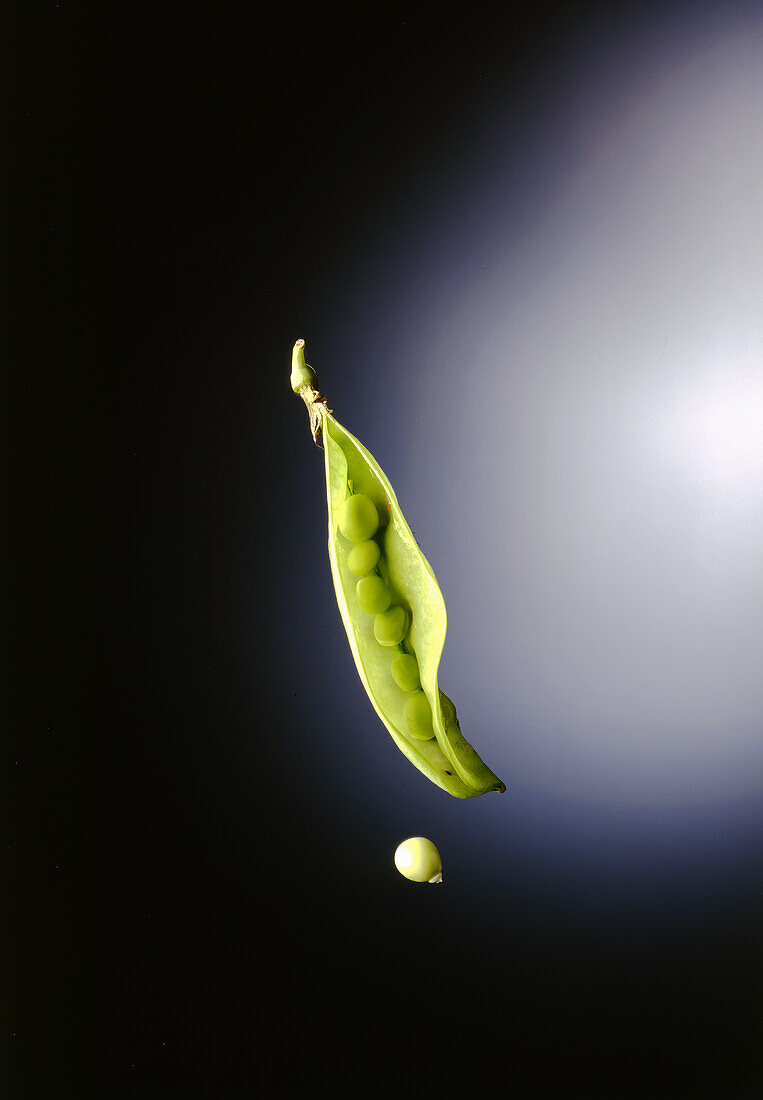 Pea pod with single pea