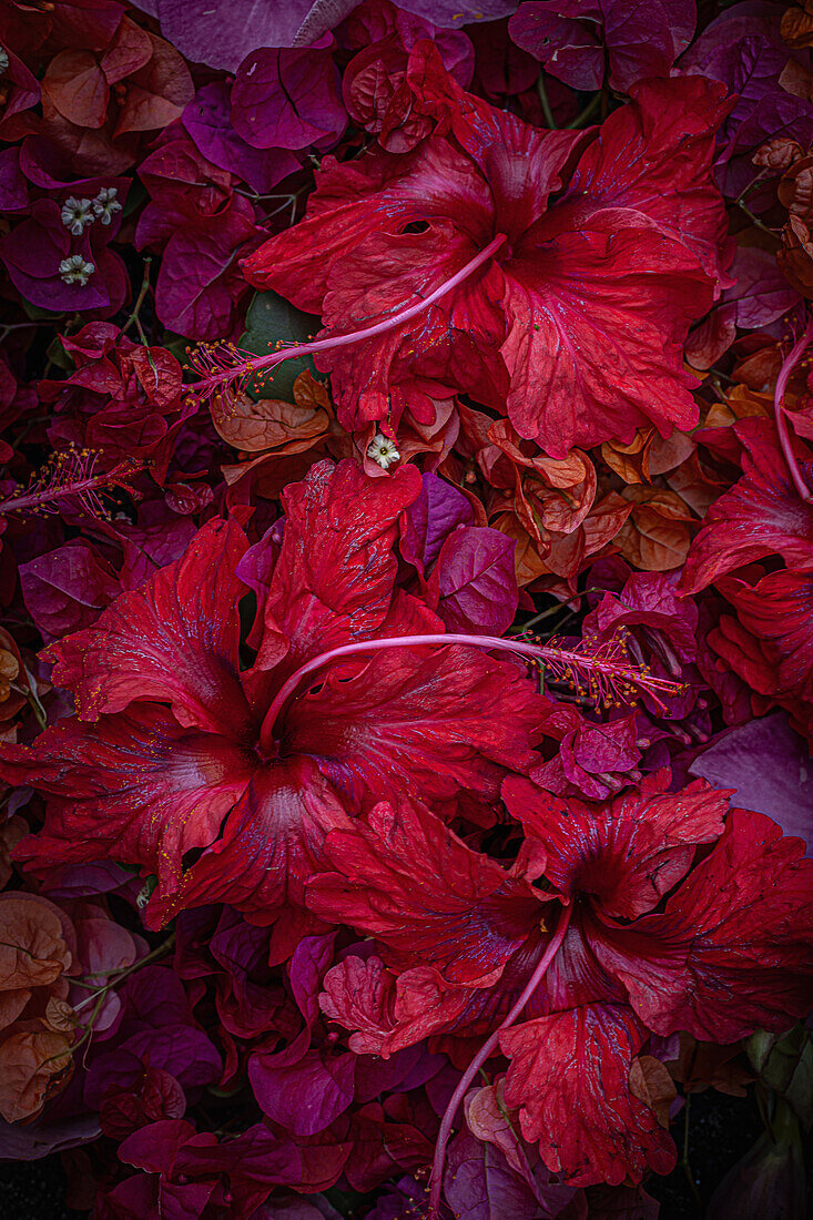 Red hibiscus flowers (Hibiscus rosa-sinensis) and bougainvillea flowers in a tropical arrangement