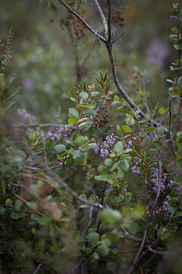 Raised bog plants: marsh spurge (Ledum palustre), dwarf birch (Betula nana) and heather (Calluna vulgaris) in Viru bog, Estonia