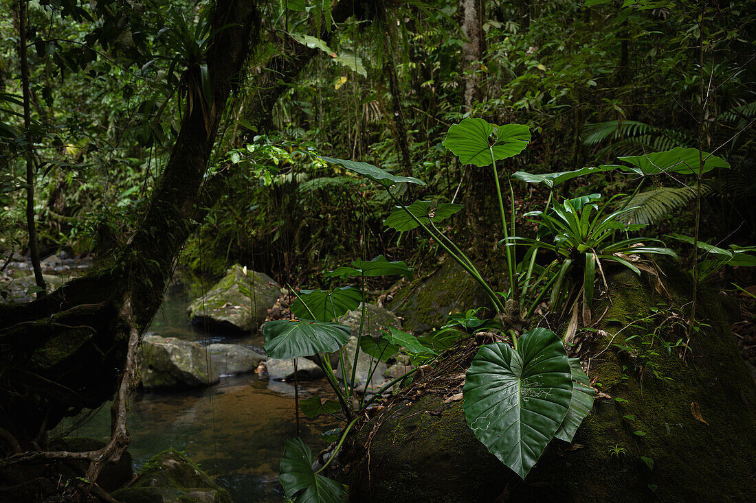 Philodendron giganteum im Regenwald von Guadeloupe