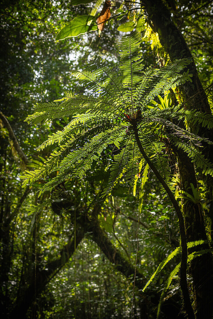 Tree fern in the tropical rainforest of the Guadeloupe National Park, Caribbean