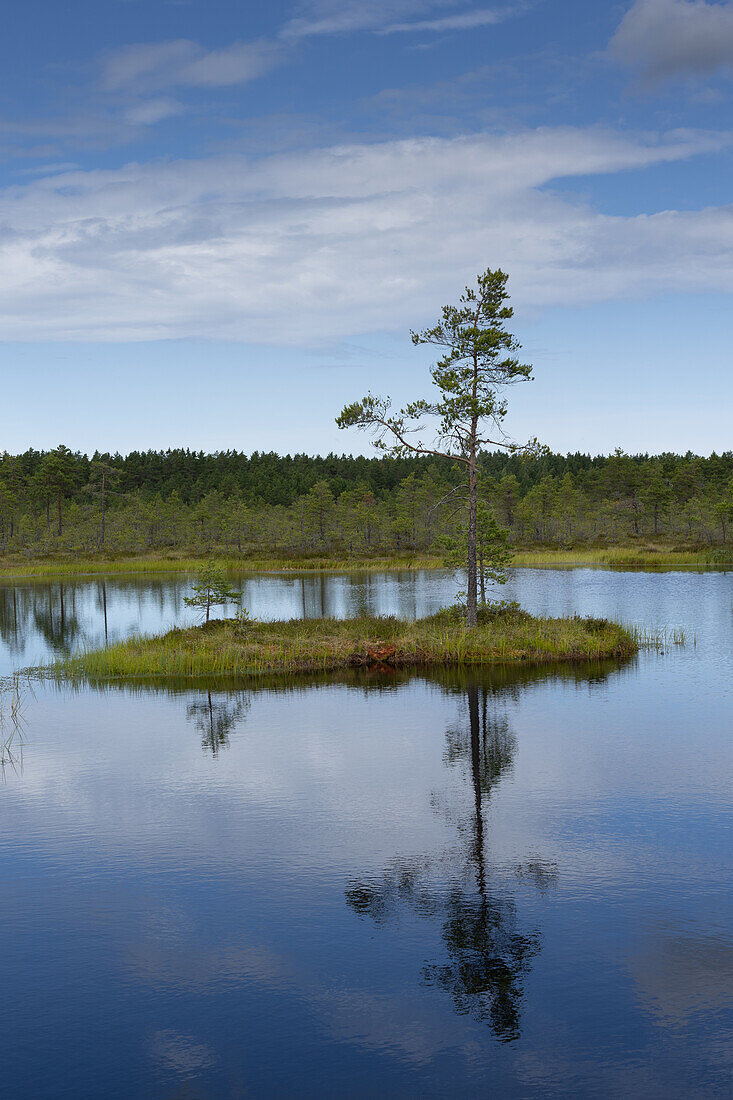 Bog island in Viru bog, Lahemaa, Estonia