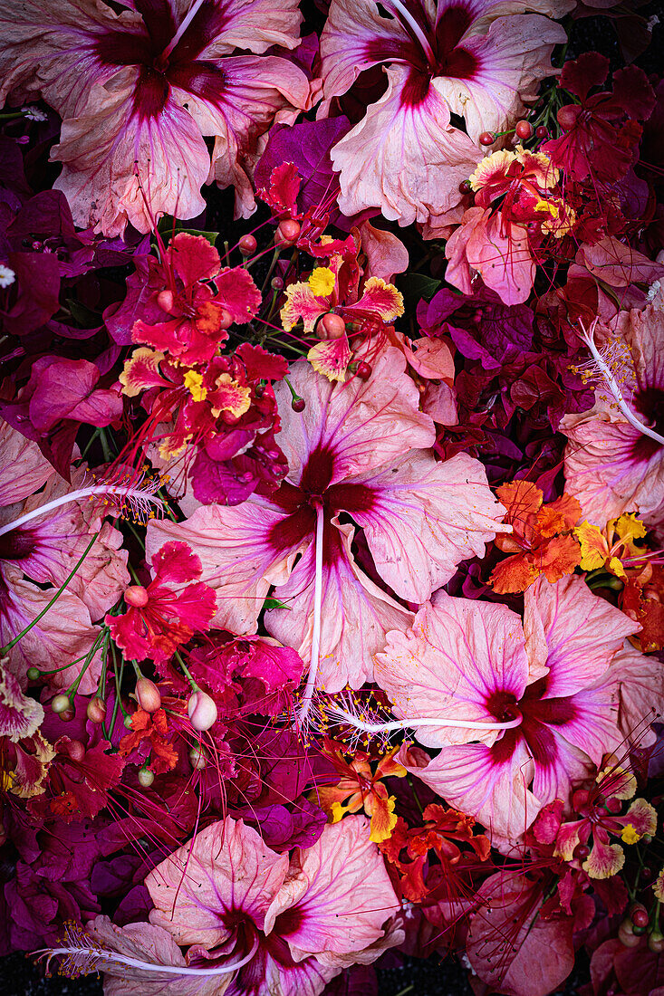 Rosa Hibiskusblüten (Hibiscus rosa-sinensis) und Bougainvillea im tropischen Arrangement