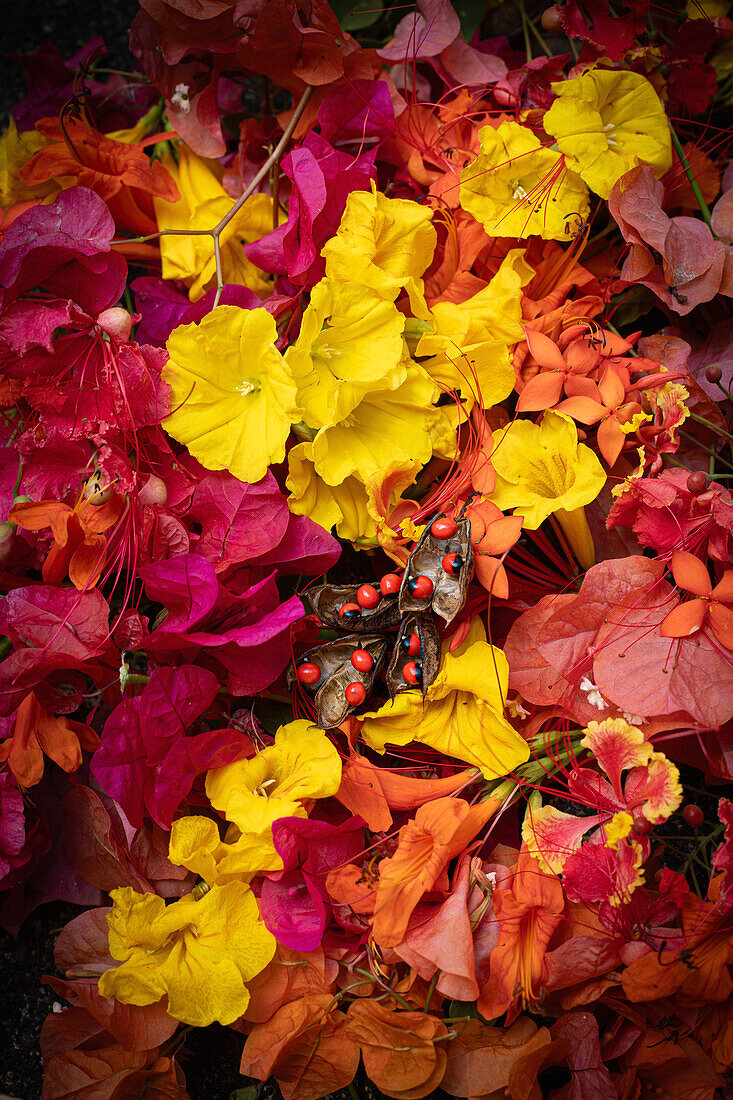 Colourful tropical flowers and fruits in shades of red, orange and yellow, studio shot