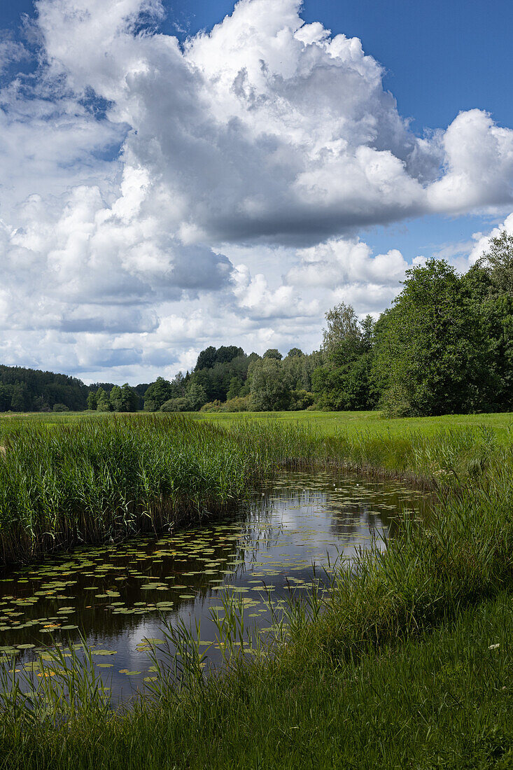 River with water lilies and reeds under a cloudy sky in Estonia