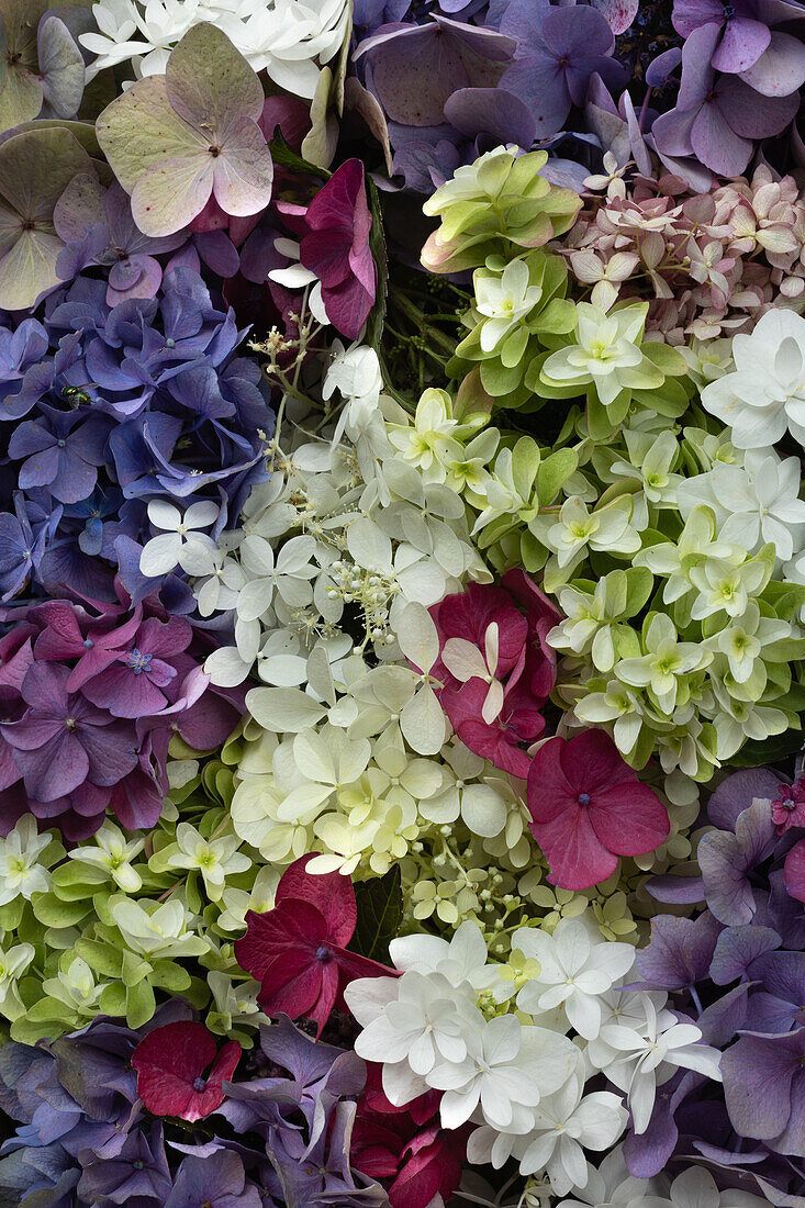 Hortensienblüten (Hydrangea) in Blau, Rot, Weiß und Grün