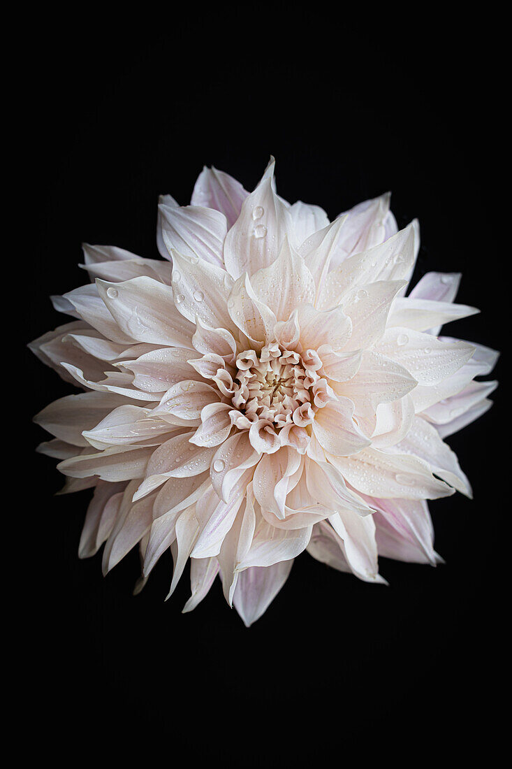 Blüte der Dahlie (Dahlia) 'Café au Lait' vor schwarzem Hintergrund