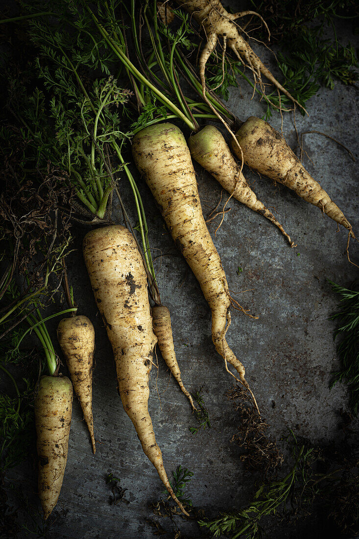 Küttiger Rüebli (Daucus carota) on a dark background, an old Swiss vegetable variety