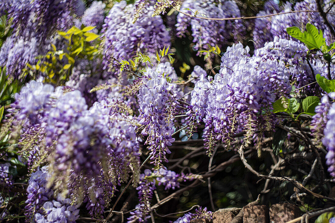 Blühende Glyzinie (Wisteria) mit violetten Blüten im Frühling