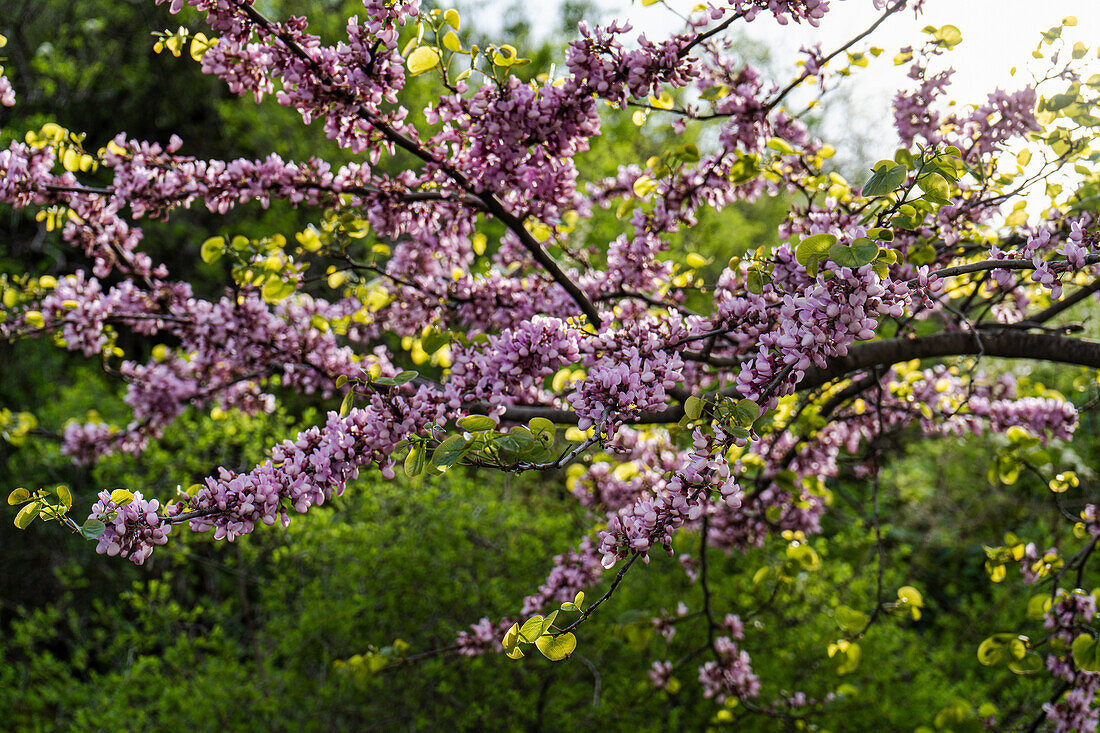 Judas tree (Cercis siliquastrum) in full bloom in the spring park