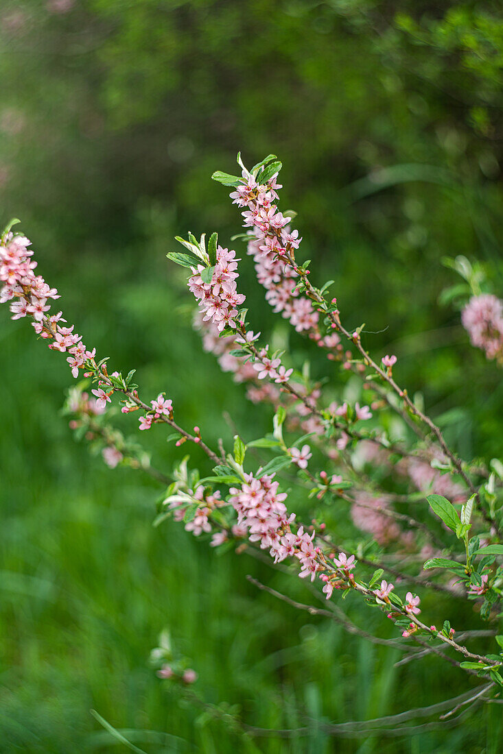 Flowering weigelia bush (Weigela)