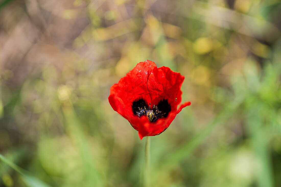 Wild poppy (Papaver) in summer grassland