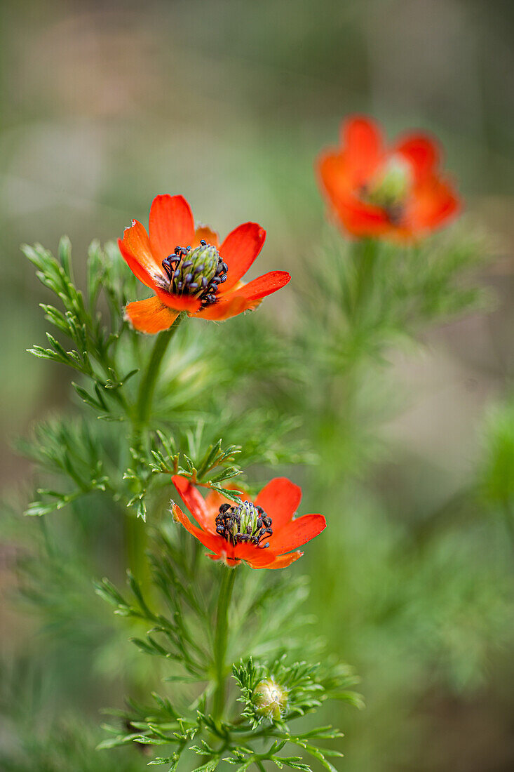 Adonis (Adonis) with red flowers