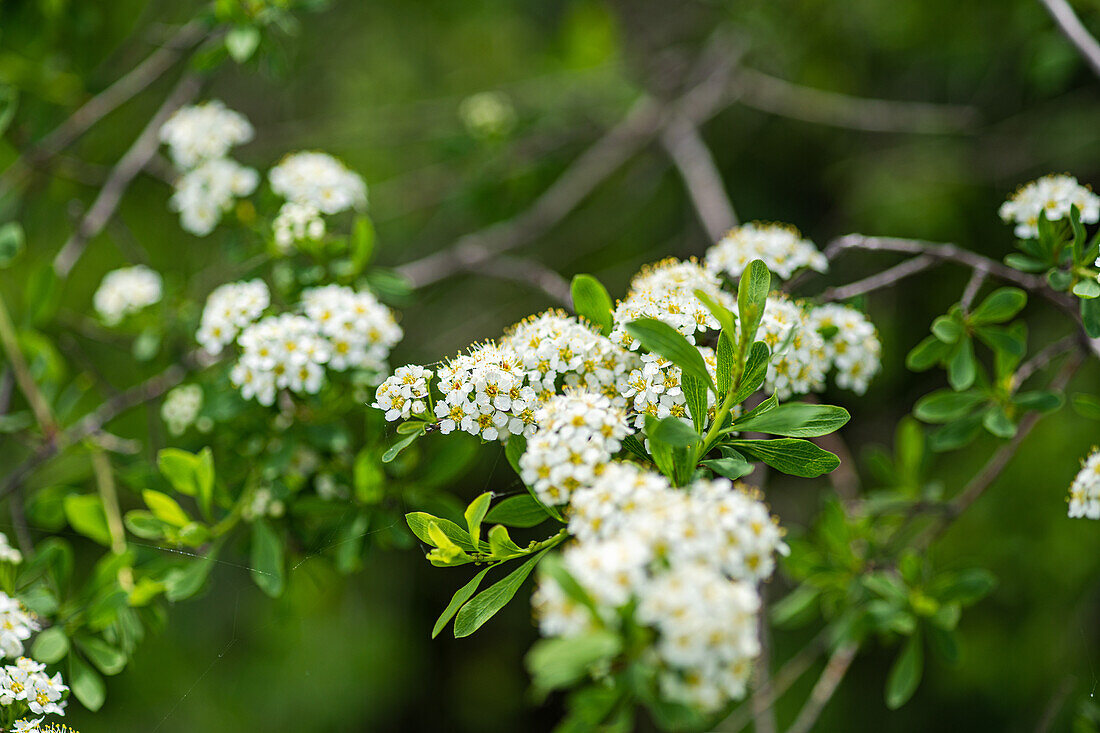 Tosa-Spiere (Spiraea nipponica) 'Snowmound' steht in Blüte