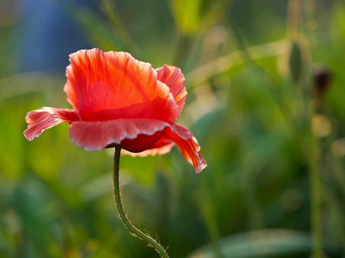 Red poppy (Papaver rhoeas) in front of a blurred meadow