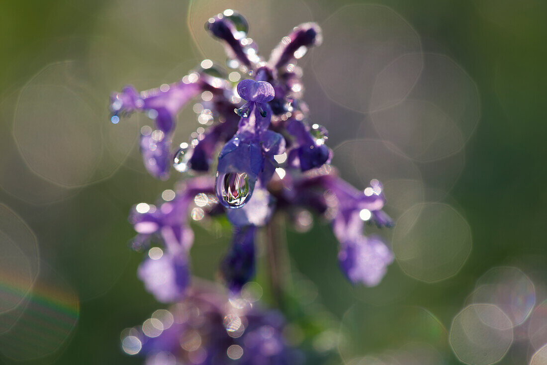 Morning dew drops on a purple flower in spring