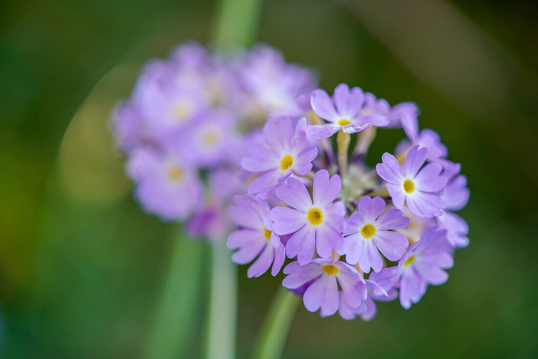 Kugelprimel (Primula denticulata) im Frühlingsgarten, close-up