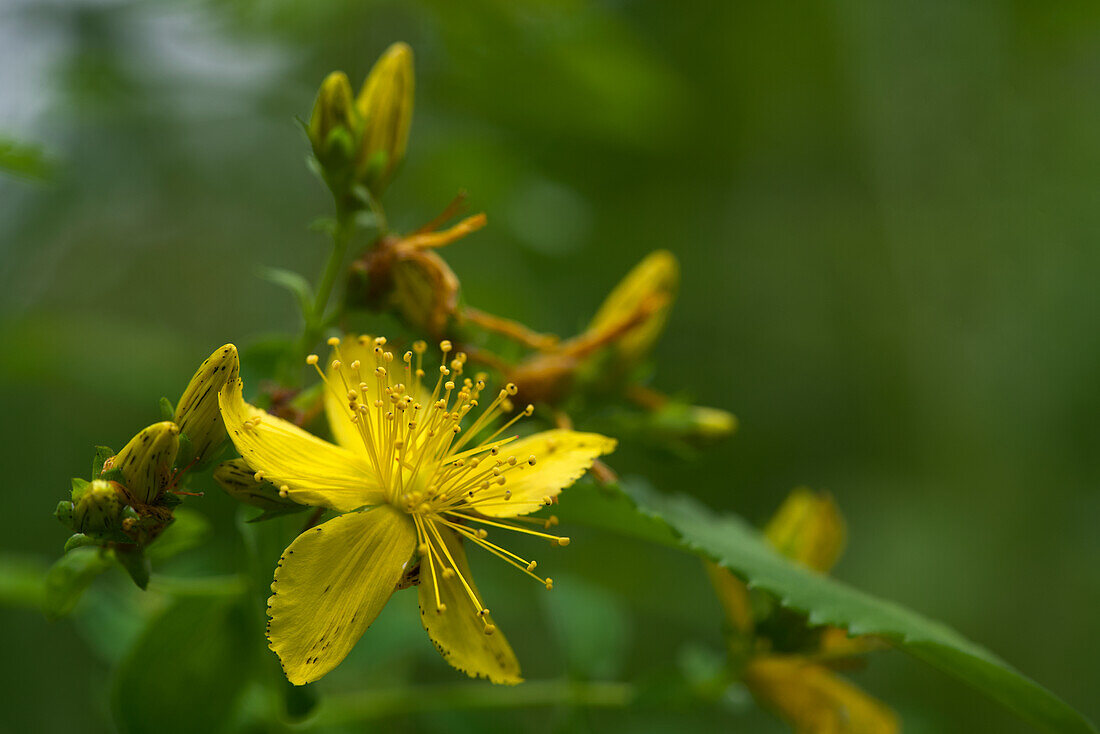 Johanniskraut (Hypericum perforatum) in Blüte, close-up