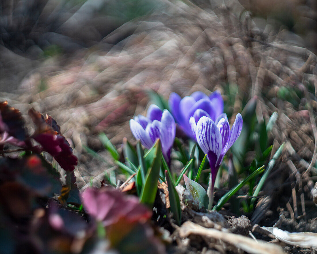 Krokus (Crocus) mit violett-weiß gestreiften Blüten im Sonnenlicht