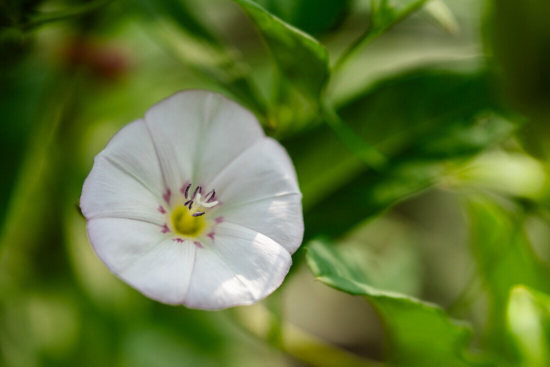 Ackerwinde (Convolvulus arvensis), einzelne Blüte, Portrait