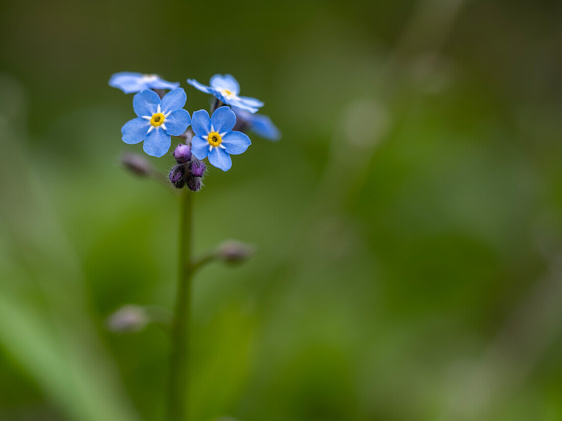 Forget-me-not (Myosotis) against a blurred background