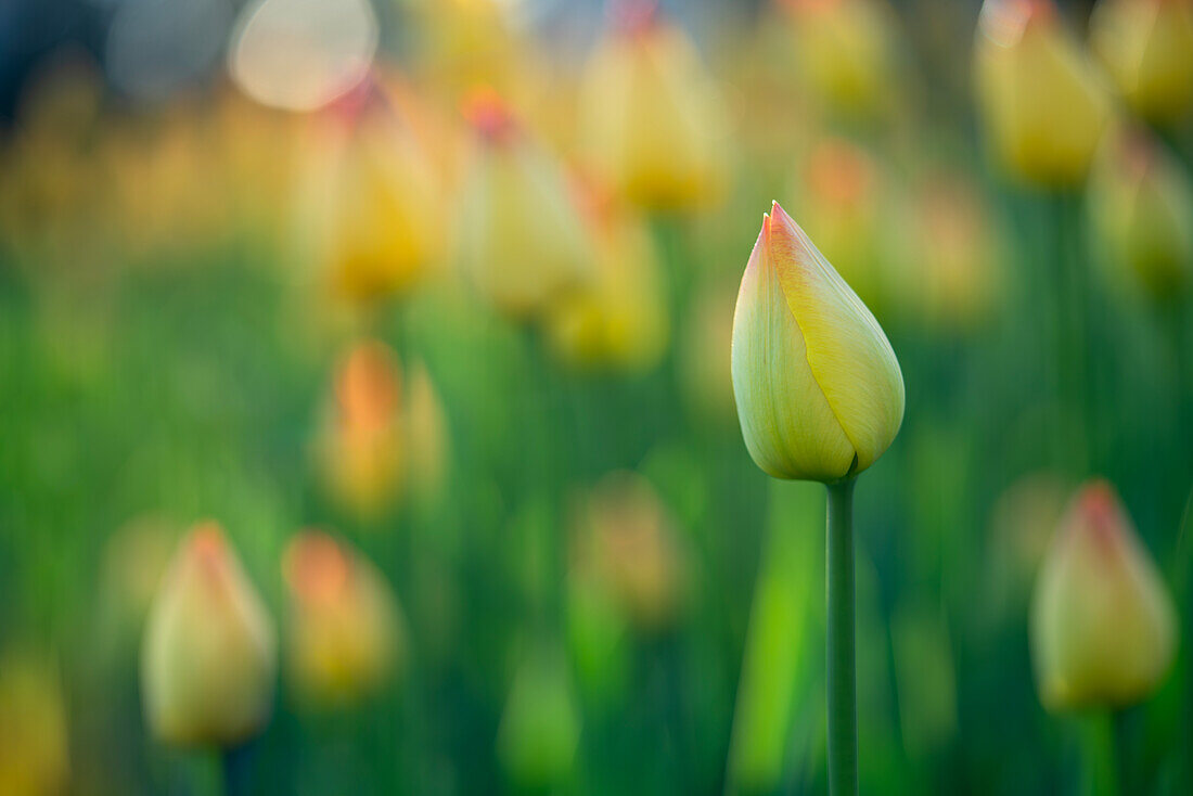 Yellow and pink tulip buds in a tulip field (Tulipa)