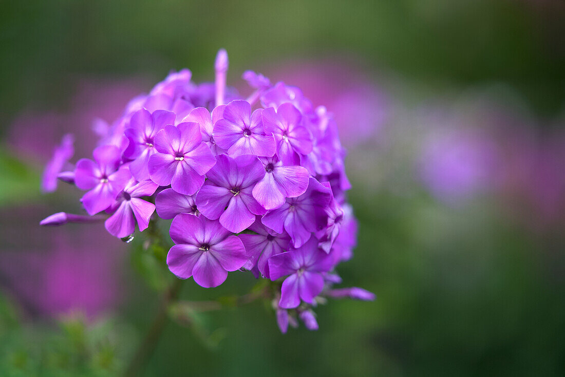 Garden phlox (Phlox paniculata) against a blurred background