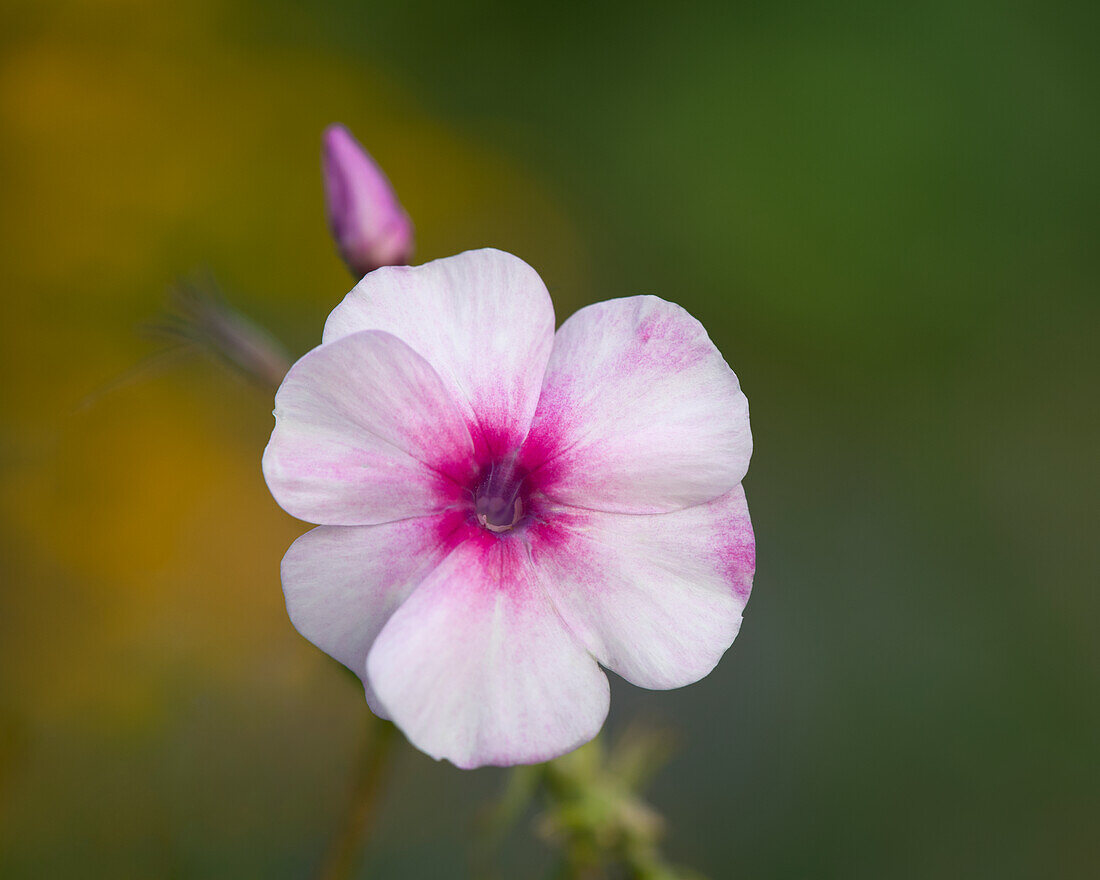 Rosa-weiße Sommer-Phloxblüte (Phlox paniculata) vor unscharfem Hintergrund